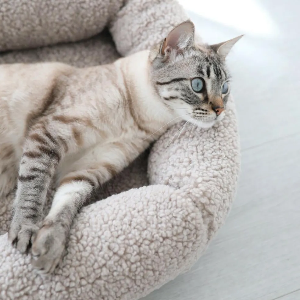 Senso Box Katzenbett